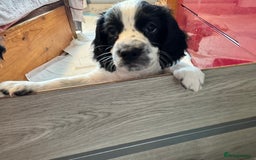 Cocker Spaniel dogs for sale: AMAZING COCKER SPANIEL PUPPIES READY NOW!  - Image 2