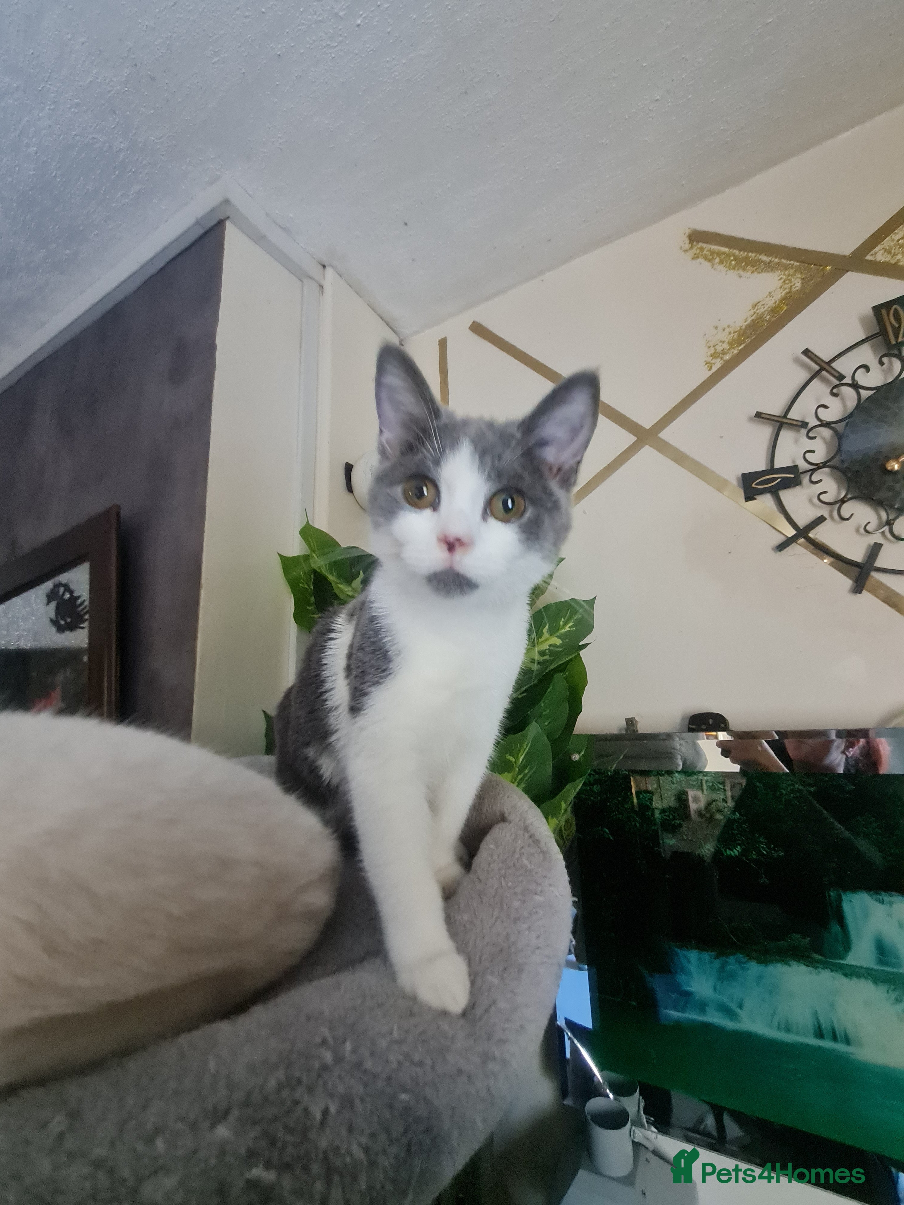 Mixed Breed cats Stunning  kittens looking  4 new home - Advert 5