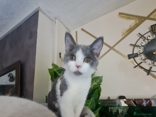 Mixed Breed cats Stunning kittens looking 4 new home - Advert 5