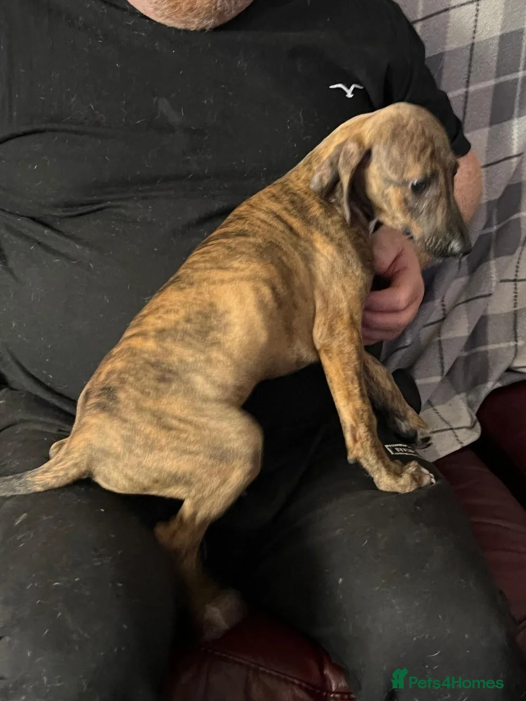 Mixed Breed dogs for sale: Whippet X Lurcher Puppies - Advert 2