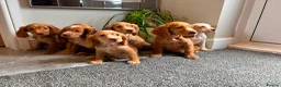 Cocker Spaniel dogs for sale: Cocker spaniels ready now  - Advert 15