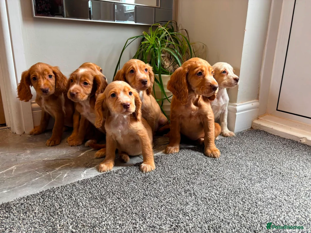 Cocker Spaniel dogs for sale: Cocker spaniels ready now  - Advert 15