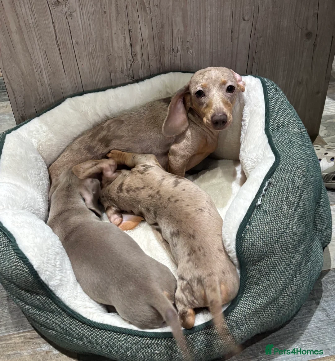 Dachshund dogs for sale: Handsome Isabella/Tan Miniature Dachshund Puppy - Advert 6