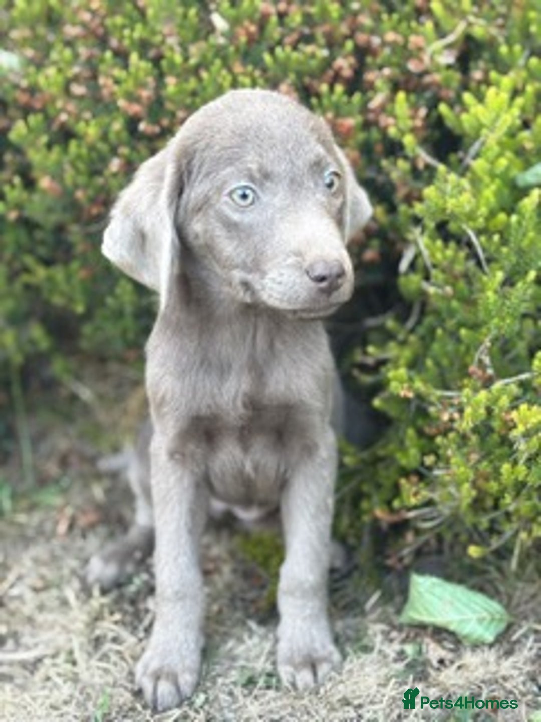 Labrador Retriever dogs for sale: Stunning sliver labradors  - Image 5