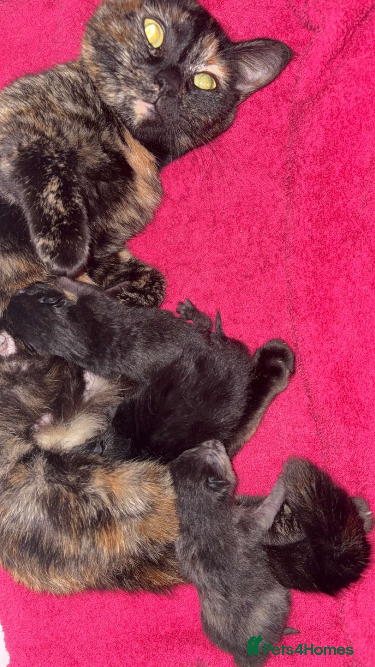 Mixed Breed cats 3 kittens 2 girls 1 boy  - Advert 1