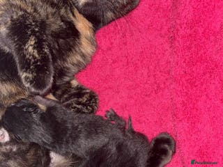 Mixed Breed cats 3 kittens 2 girls 1 boy - Advert 1