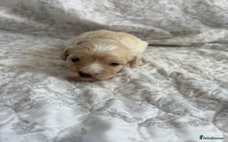 Maltipoo dogs for sale: 🤩 4 stunning male F1 Maltipoo 🤩 - Image 13