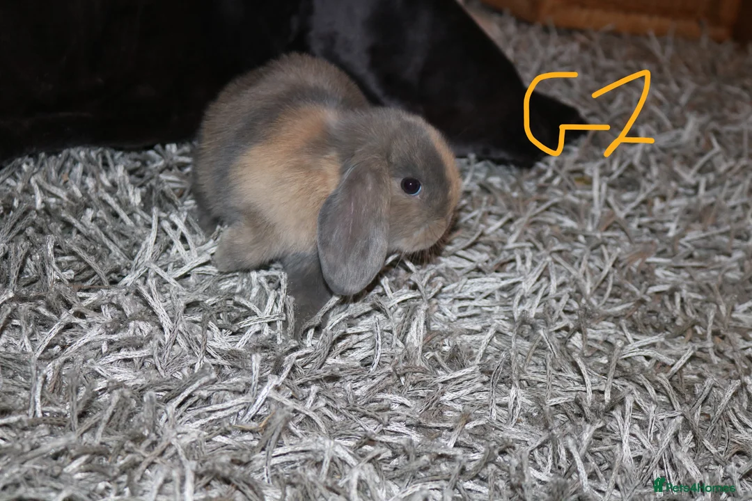 Mini Lop rabbits for sale: 5 Mini Lop x Mini Plush babies  - Advert 21