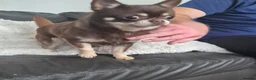 Chihuahua dogs for sale: Gorgeous Boy Chihuahua  - Advert 4
