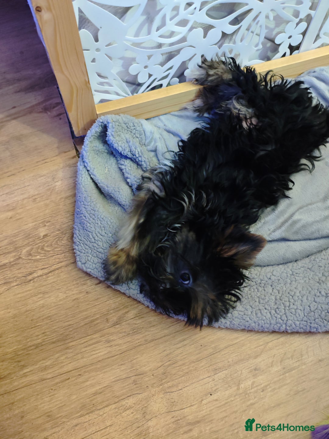 Yorkshire Terrier dogs for sale: wonderful Yorkshire girl - Advert 7