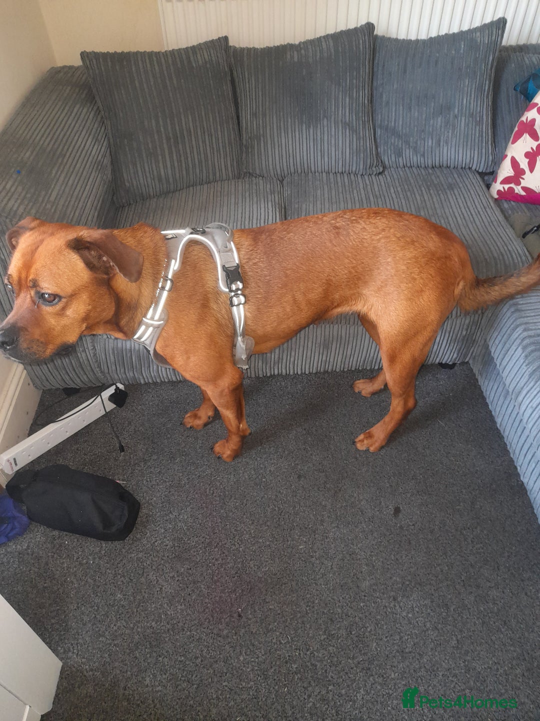 Mixed Breed dogs for sale: Bullmastiff/Rottweiler for rehoming - Image 3