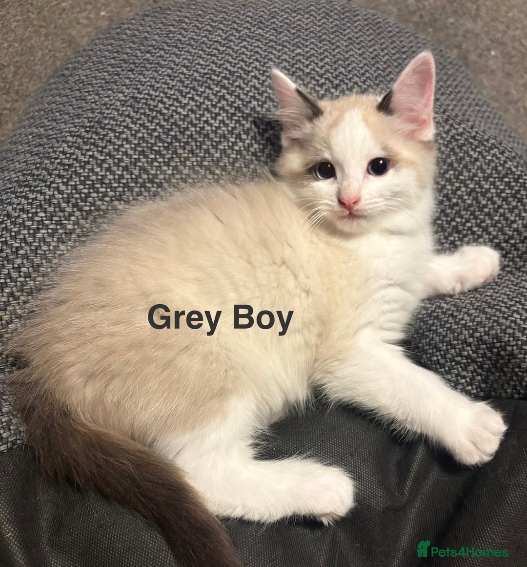 Ragdoll cats for sale: Ragdolls kittens- - Advert 26