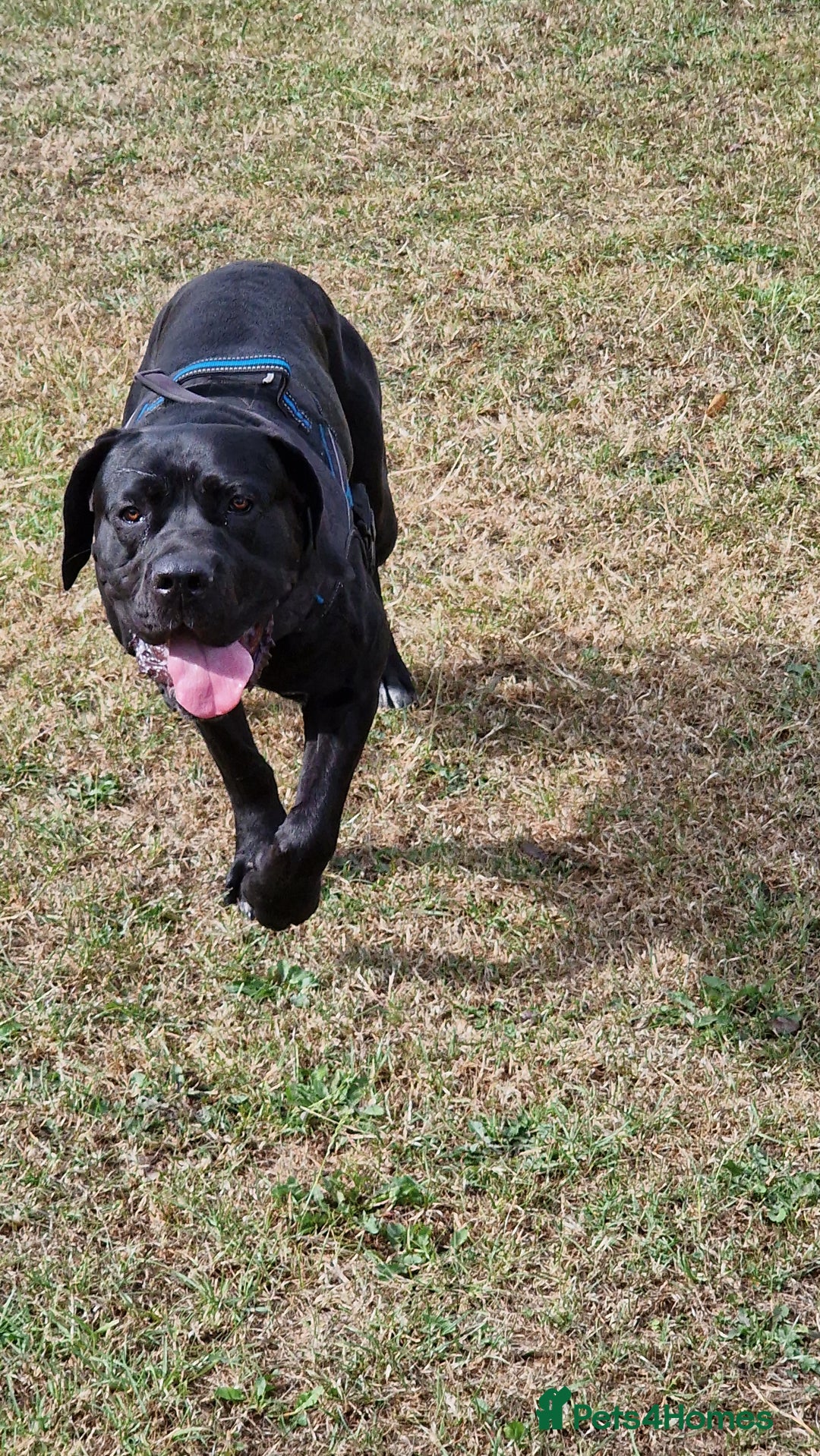 Cane Corso dogs for sale: ULTIMATE CANE CORSO PUPPIES  - Image 19