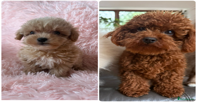 Maltipoo dogs - Advert 11