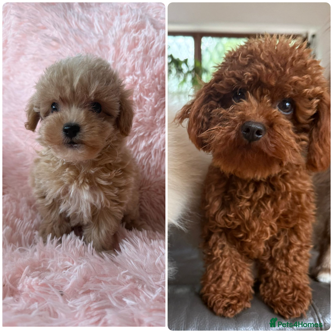 Maltipoo dogs for sale: Tiny Asian Maltipoo READY NOW !  - Image 1