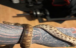 Boa Snake reptiles for sale: Colombian Rainbow Boa - Image 2