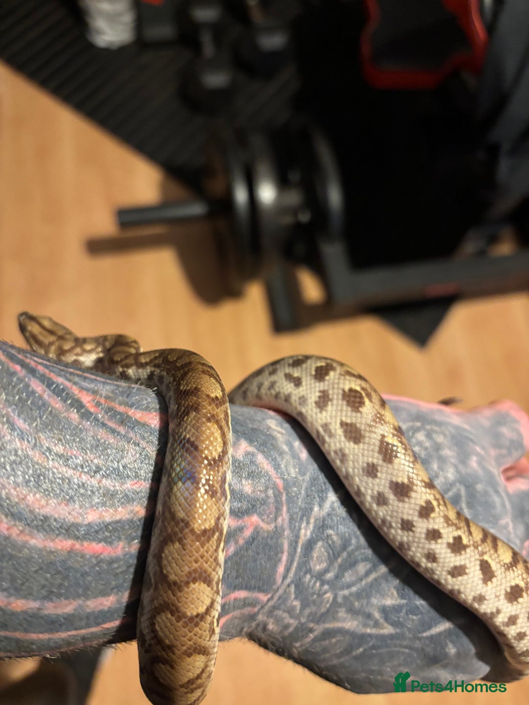 Boa Snake reptiles for sale: Colombian Rainbow Boa - Image 2