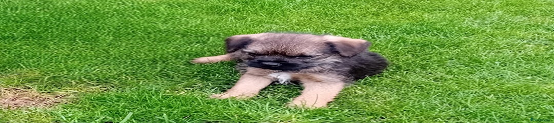 Border Terrier Puppy 1