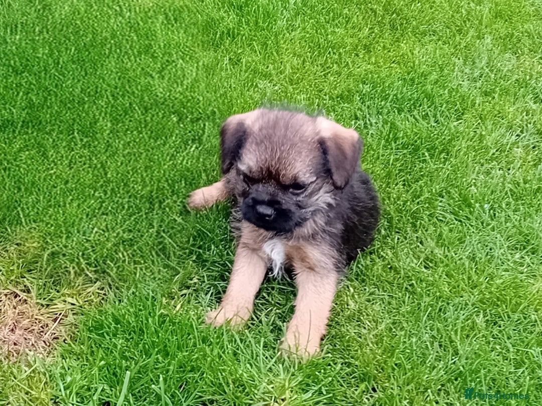 Border Terrier dogs for sale: Border terrier puppies for sale  - Image 6