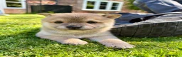 Japanese Shiba Inu dogs for sale: BEAUTIFUL RED PURE BREED SHIBA INU PUPPIES 💜 in Swadlincote - Advert 7