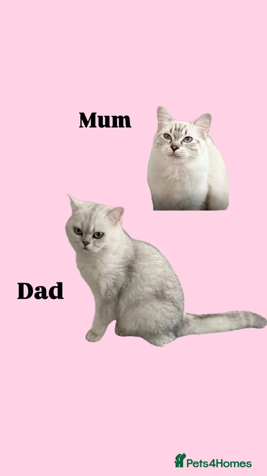 British Shorthair cats for sale: Adorable kittens, British short hair for rehome in London - Advert 2