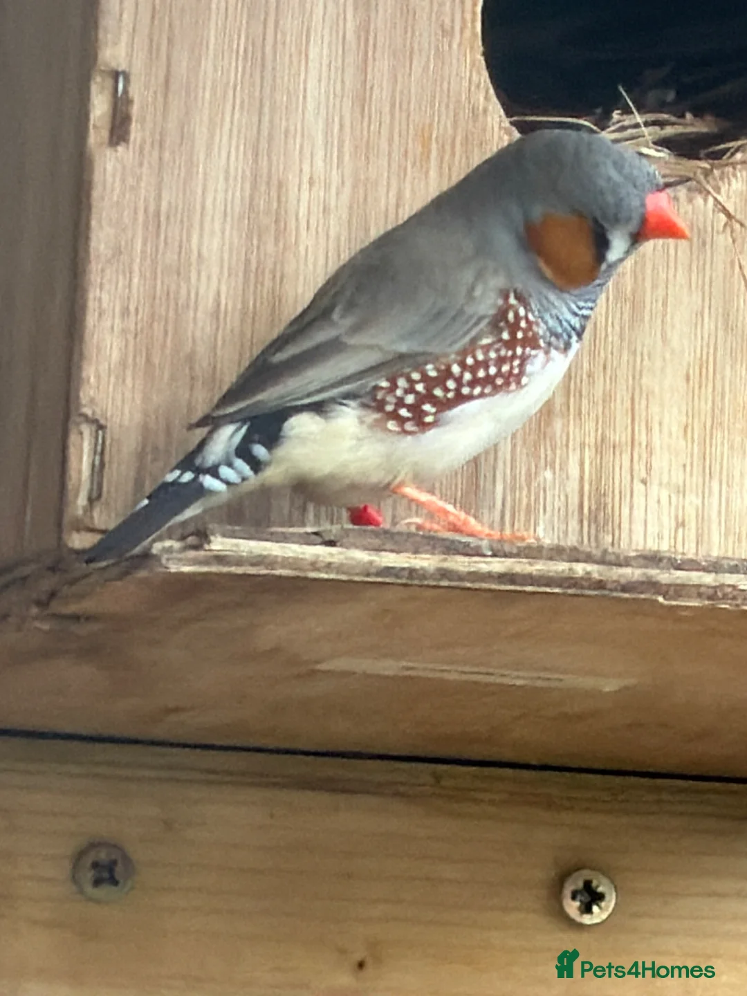 Finches birds for sale: Zebra finches - Advert 1