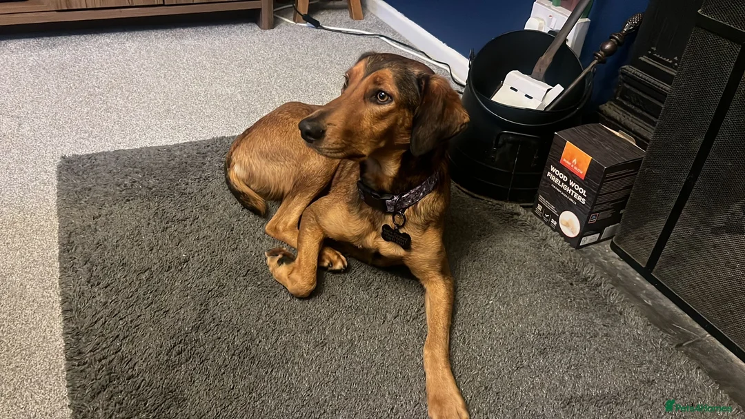 Mixed Breed dogs for sale: Dahlia needs her family - Advert 4