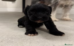 Miniature Schnauzer dogs for sale: KC Miniature Schnauzers  - Image 3
