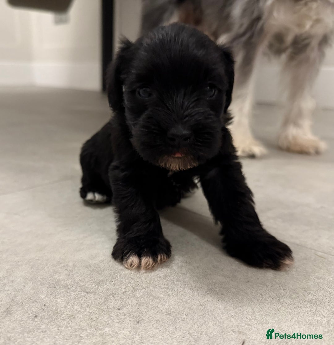 Miniature Schnauzer dogs for sale: KC Miniature Schnauzers  - Image 3