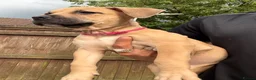 Mixed Breed dogs for sale: Bull presa pups  - Advert 6