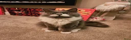 Mixed Breed cats for sale: Ragdoll maine coon mix  - Advert 10