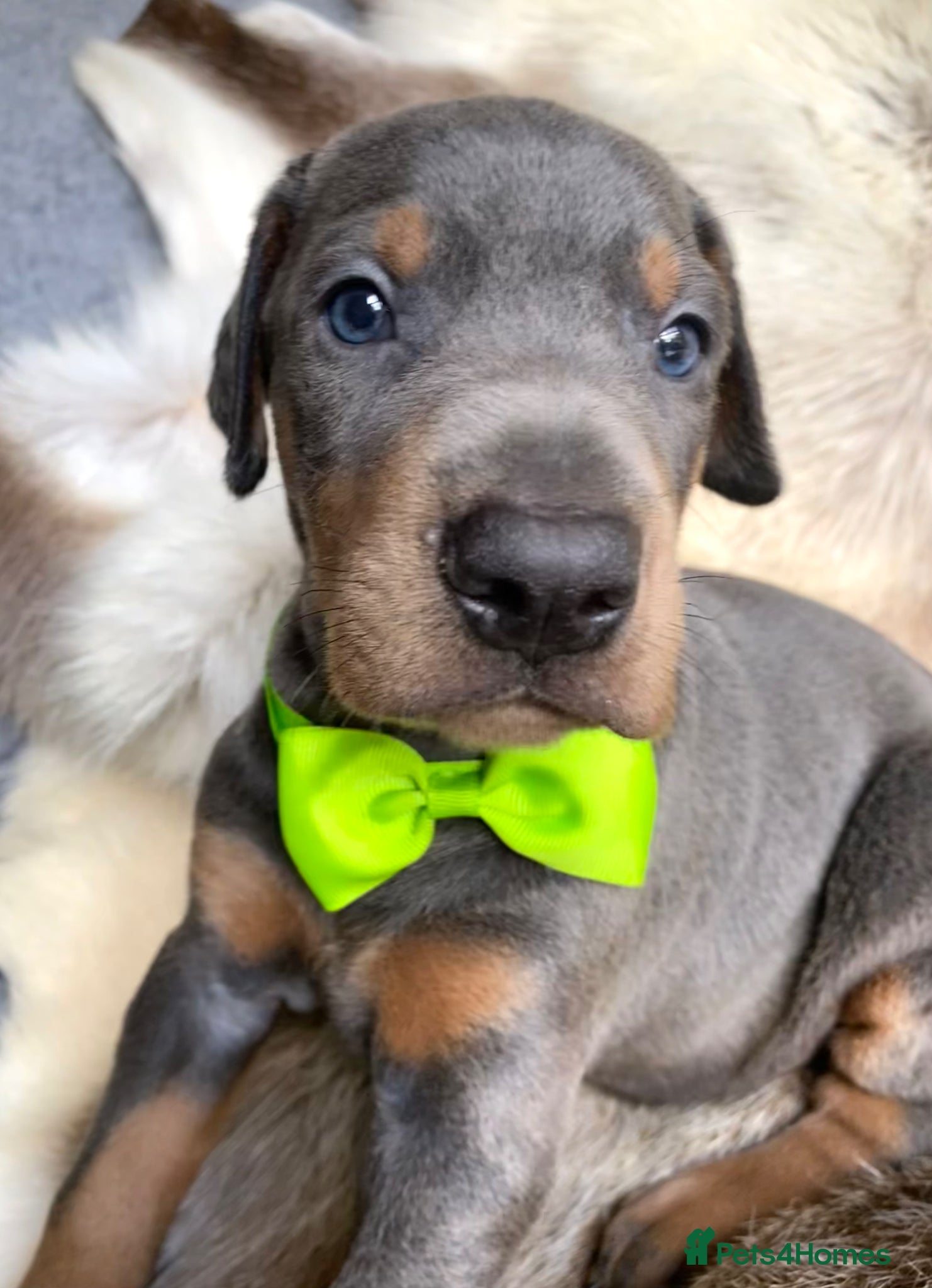 Dobermann dogs for sale: *KC REGISTERED* HEALTH TESTED DOBERMAN PUPPIES - Advert 22