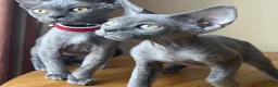 Devon Rex cats for sale: Solid blue pedigree kittens available  - Advert 1