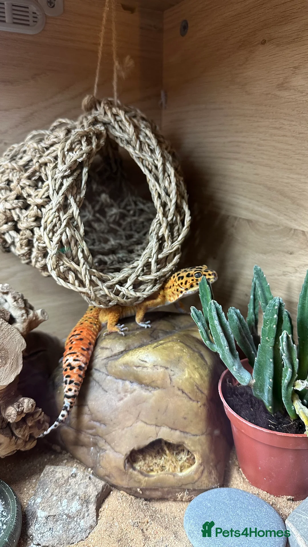 Leopard Gecko reptiles for sale: Young male Leopard Gecko - Advert 4