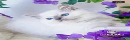 Ragdoll cats for sale: Lilac mitted ragdoll male - Advert 11