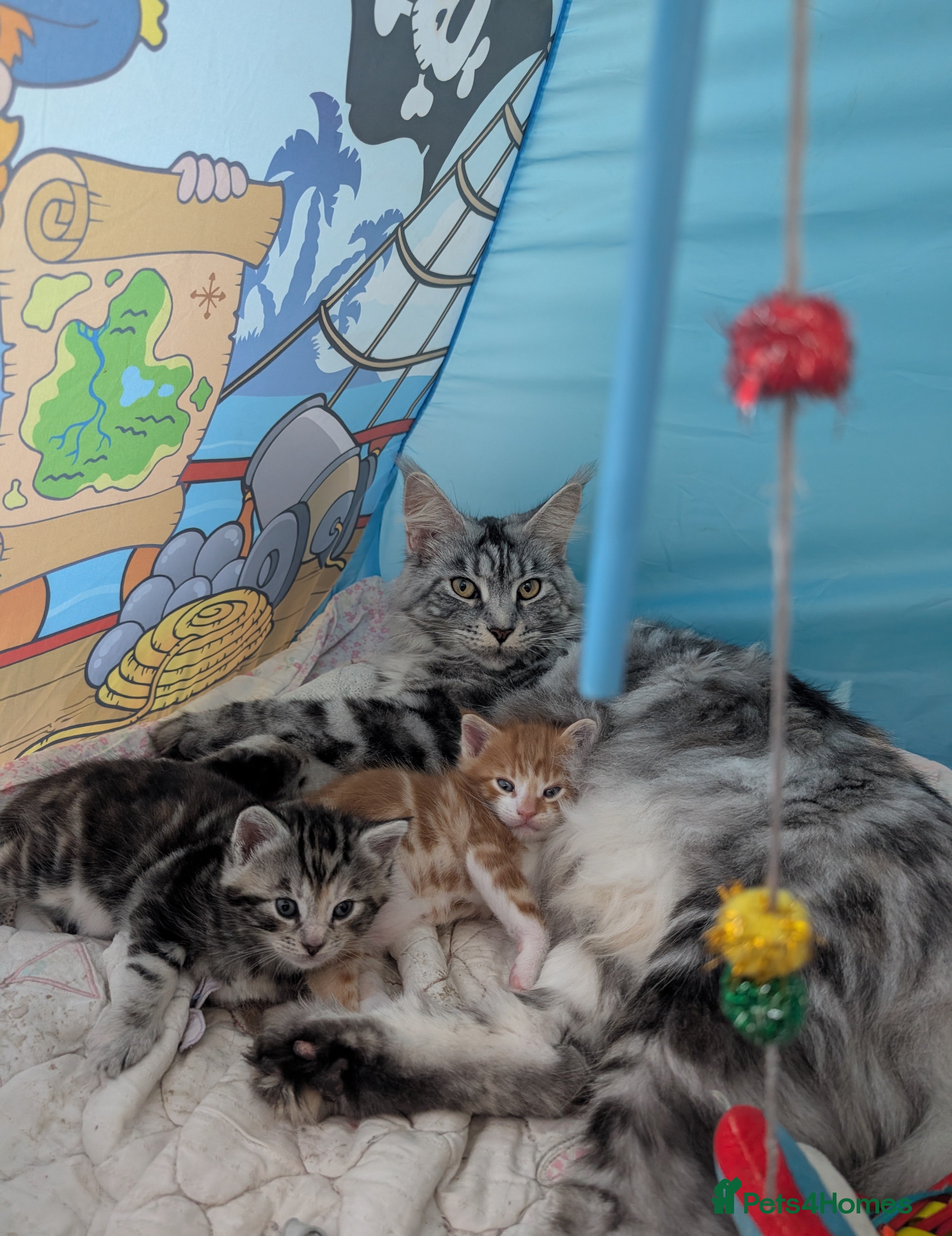 Maine Coon cats 2 Beautiful Maine Coon Cross kittens ready 1 Jan  - Advert 12