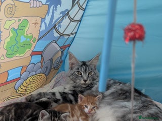 Maine Coon cats Perfect gift beautiful Mainecoon Cross ready 23/12 - Advert 7