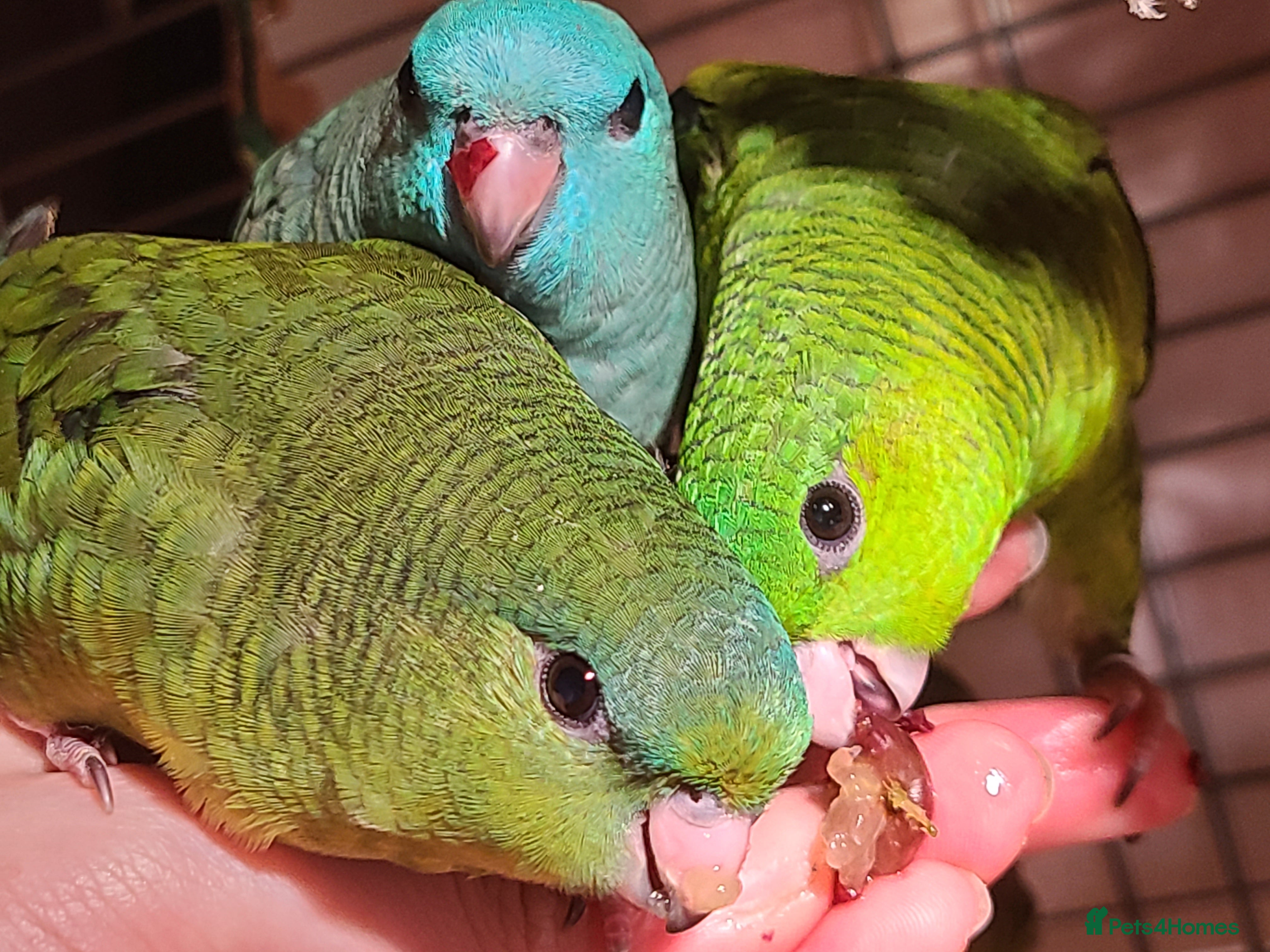 Parakeets birds Lineolated Parakeets - Advert 1