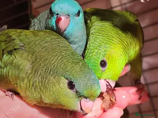 Parakeets birds Lineolated Parakeets - Advert 1