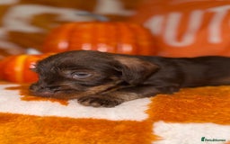 Dachshund dogs for sale: 🩷💙Stunning KC Wire haired Dachshunds🩷💙 - Image 16