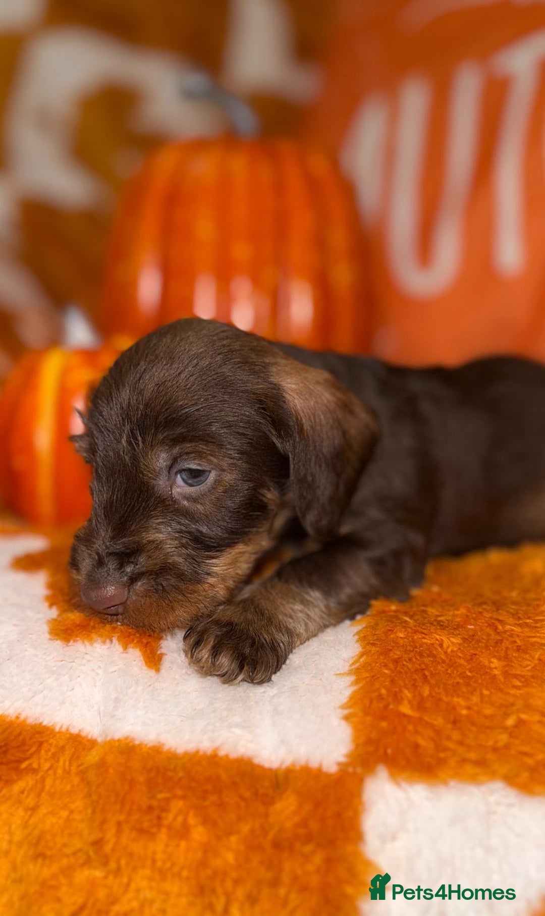 Dachshund dogs for sale: 🩷💙Stunning KC Wire haired Dachshunds🩷💙 - Image 16