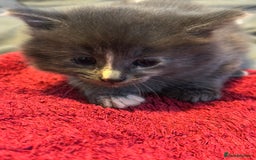 Mixed Breed cats for sale: Beautiful kittens  - Image 8