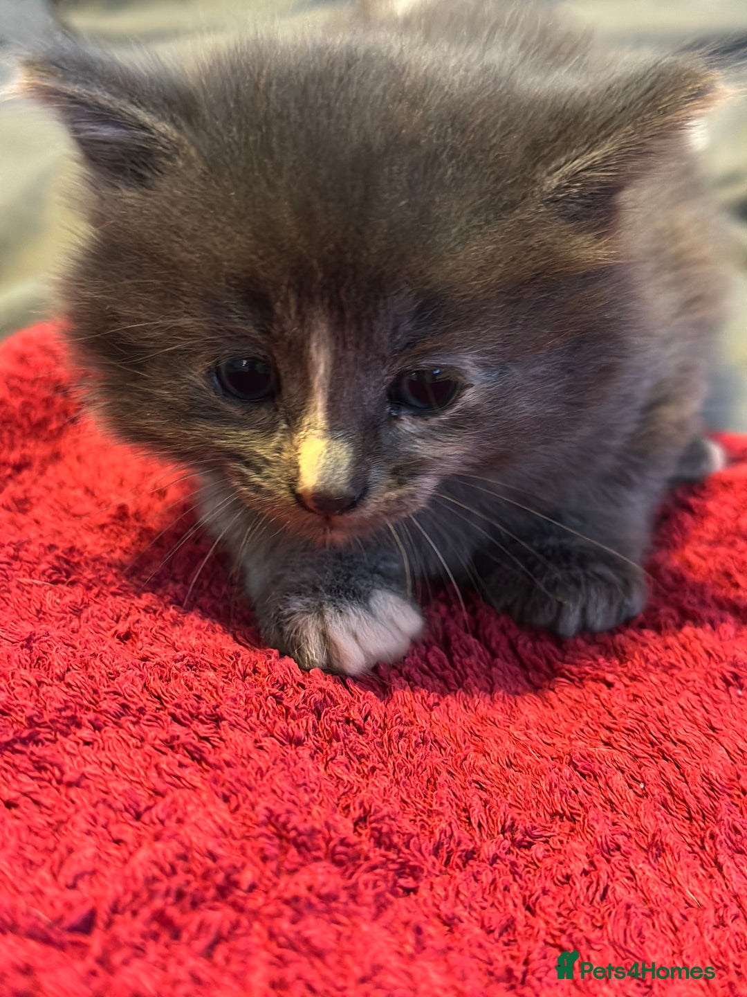 Mixed Breed cats for sale: Beautiful kittens  - Image 8