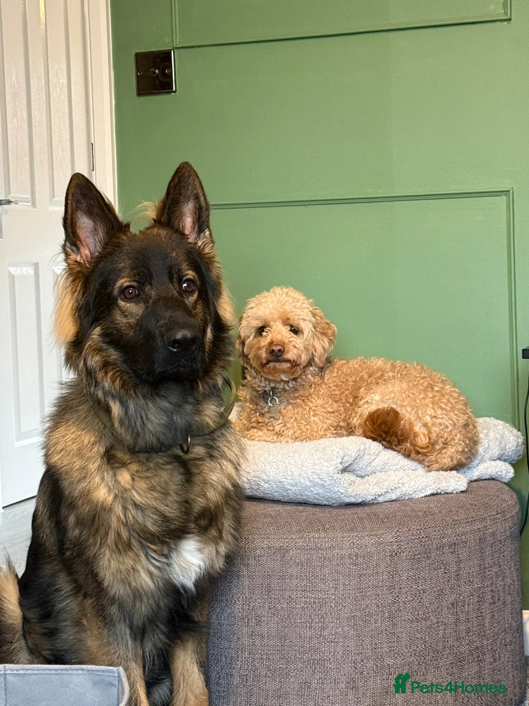 German Shepherd dogs for stud: For Stud in Banbury - Advert 7