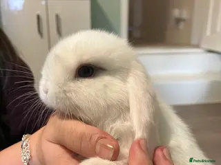 Mini Lop rabbits Beautiful Mini Lop Rabbits. - Advert 19