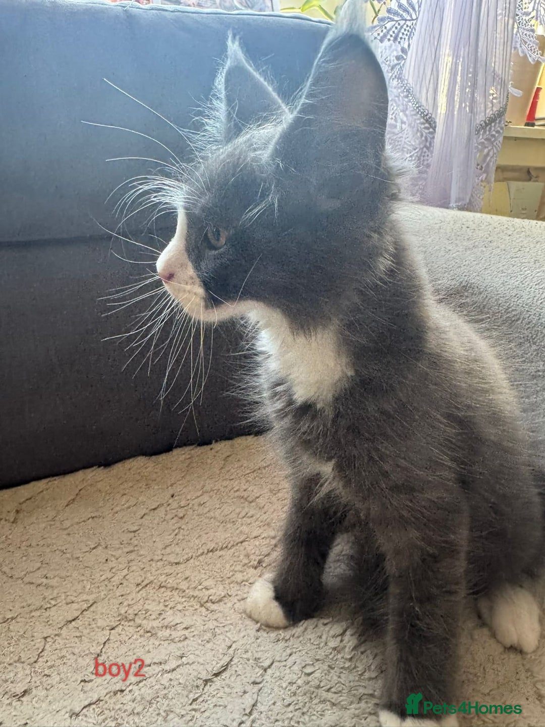 Maine Coon cats for sale: Gorgeous maine coon kittens  - Image 14