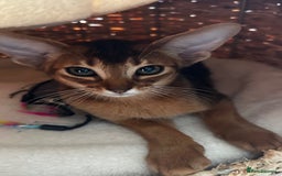 Abyssinian cats for sale: Perfect girl Ready to Go 💝 - Image 33