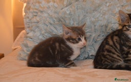 Mixed Breed cats for sale: 6 Adorable Playful Kittens for Sale - Image 18