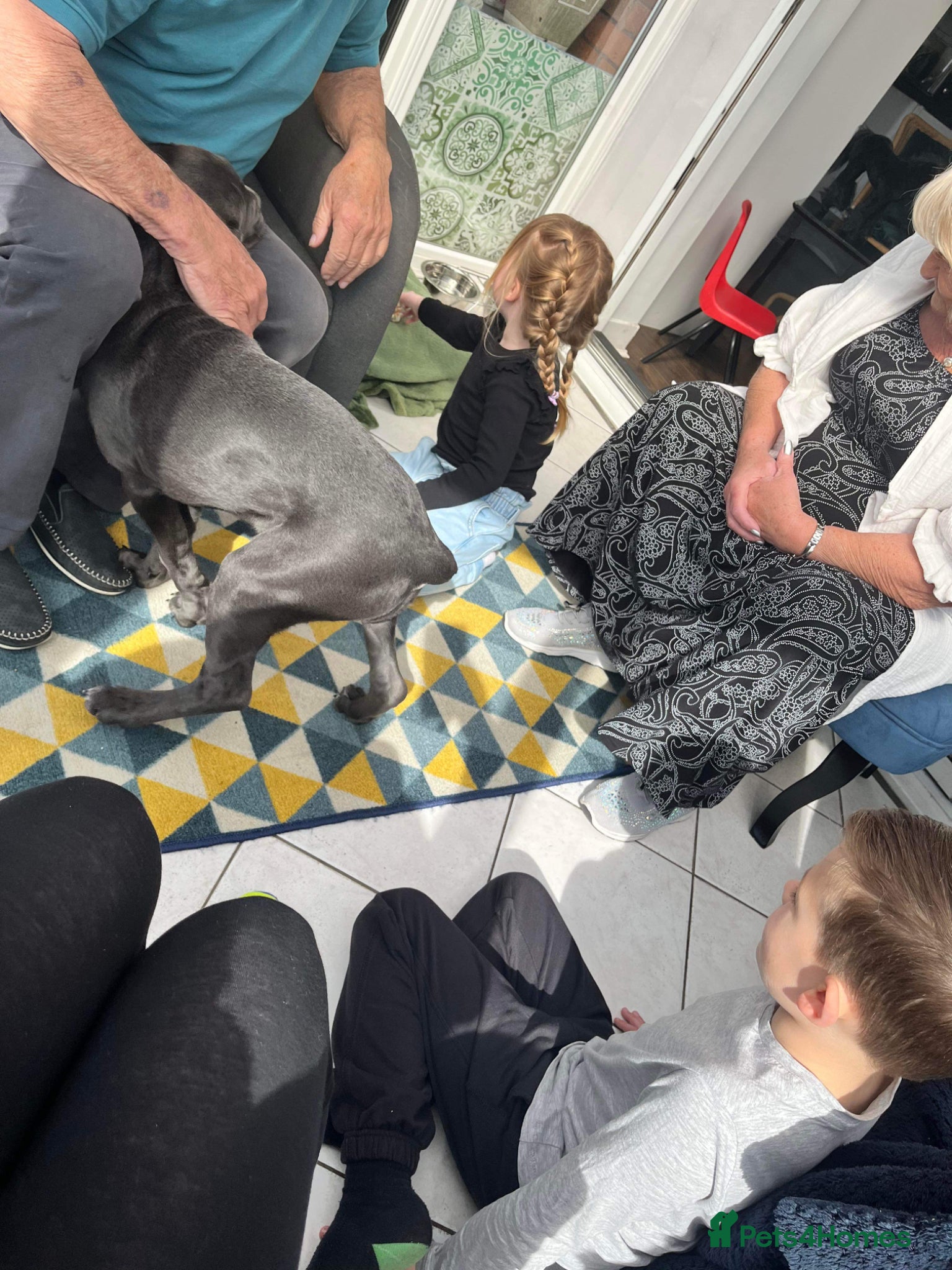 Cane Corso dogs Reluctantly rehoming my Beautiful Cane Corso - Advert 2