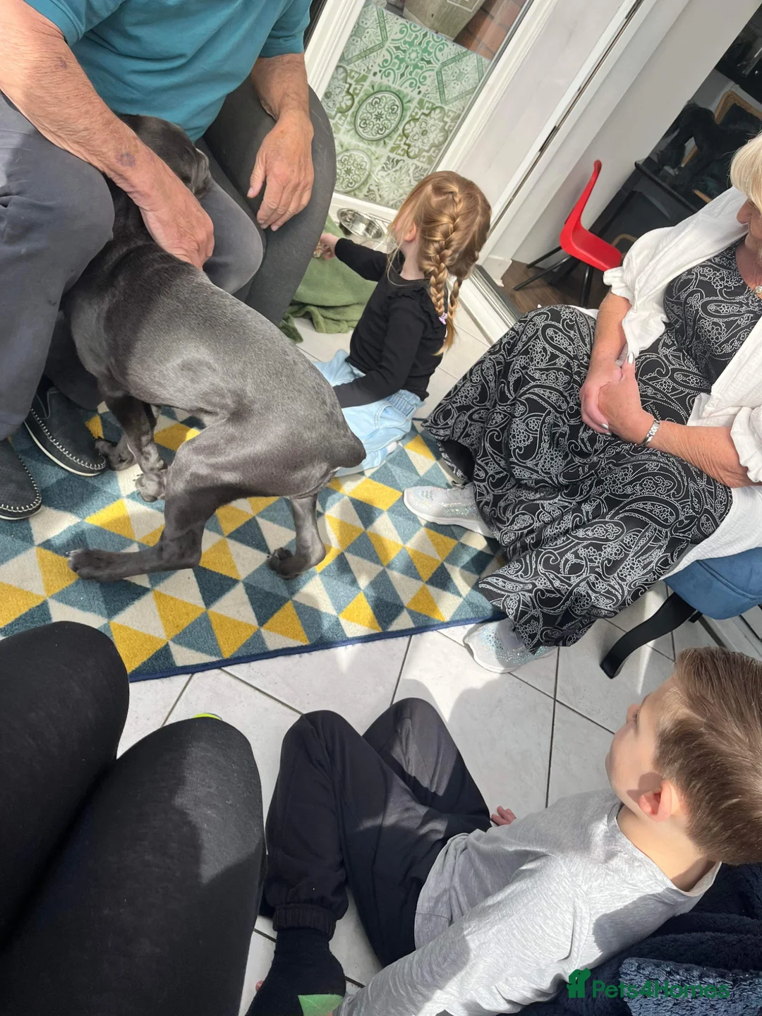 Cane Corso dogs for sale: Reluctantly rehoming my Beautiful Cane Corso - Advert 2